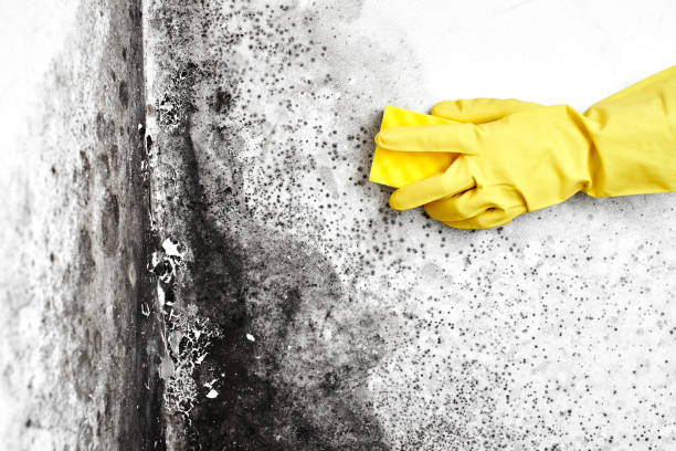 Best Black Mold Removal  in Las Quintas Fronterizas, TX