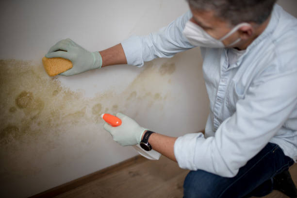 Best Mold Removal Near Me  in Las Quintas Fronterizas, TX