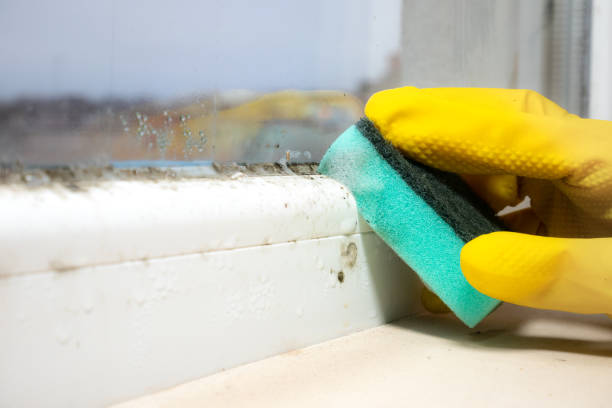 Best Attic Mold Removal  in Las Quintas Fronterizas, TX
