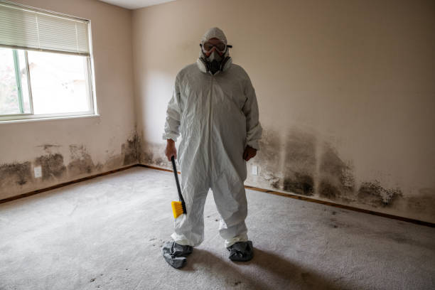 Best Mold Damage Repair  in Las Quintas Fronterizas, TX