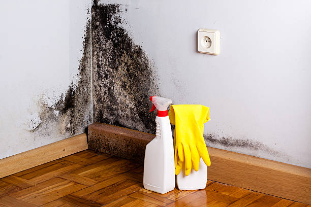 Best Same-Day Mold Removal  in Las Quintas Fronterizas, TX