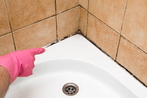 Office Mold Removal Services in Las Quintas Fronterizas, TX