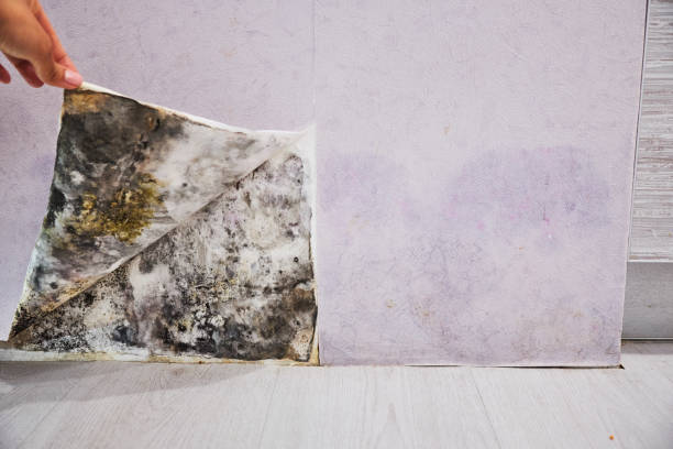 Best Home Mold Removal  in Las Quintas Fronterizas, TX